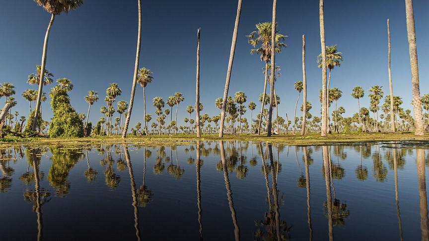 Im Bild: Wasser prägt den wilden Norden Argentiniens. Das feucht-heiße Klima schafft Paradiese für eine einzigartige Tierwelt.
