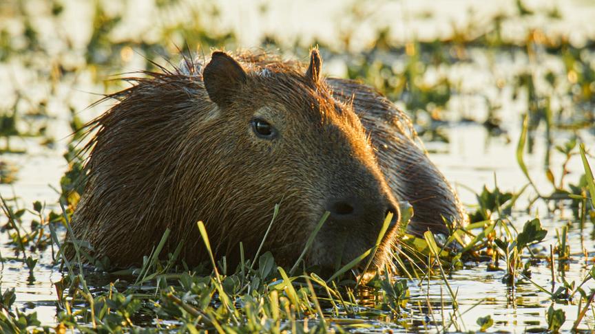 Im Bild: Sie werden über einen Meter lang und 75 Kilogramm schwer: Wasserschweine sind die größten Nagetiere der Welt.