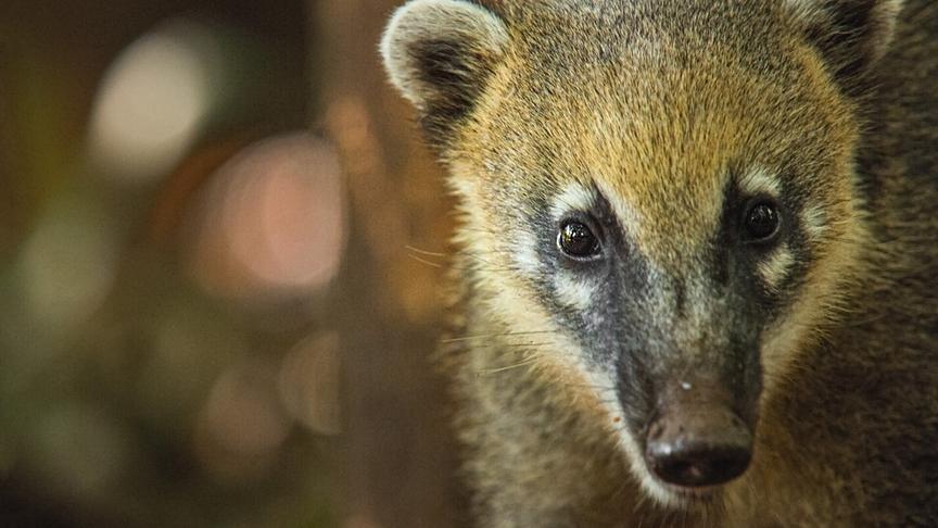 Im Bild: Nasenbären sind in Südamerika weit verbreitet.