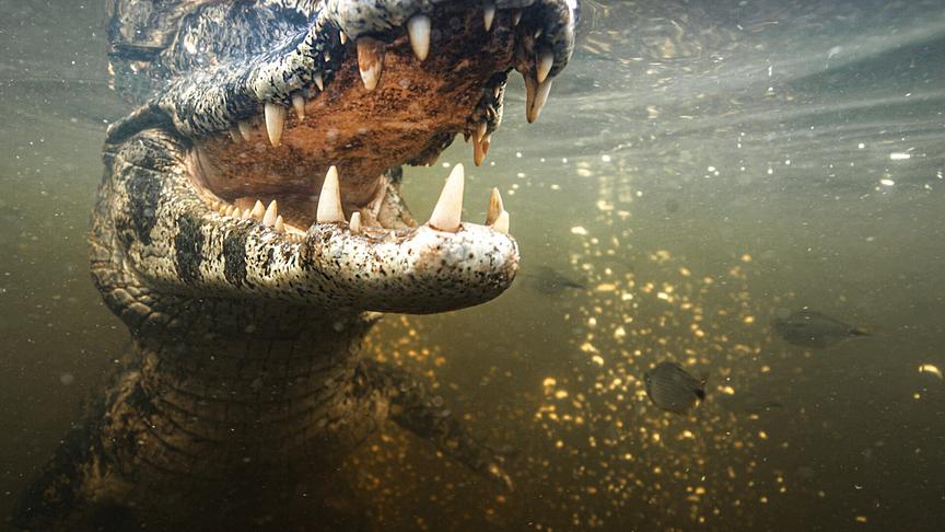 Im Bild: Die Feuchtgebiete im Norden Argentiniens sind das Revier von Brillenkaimanen.