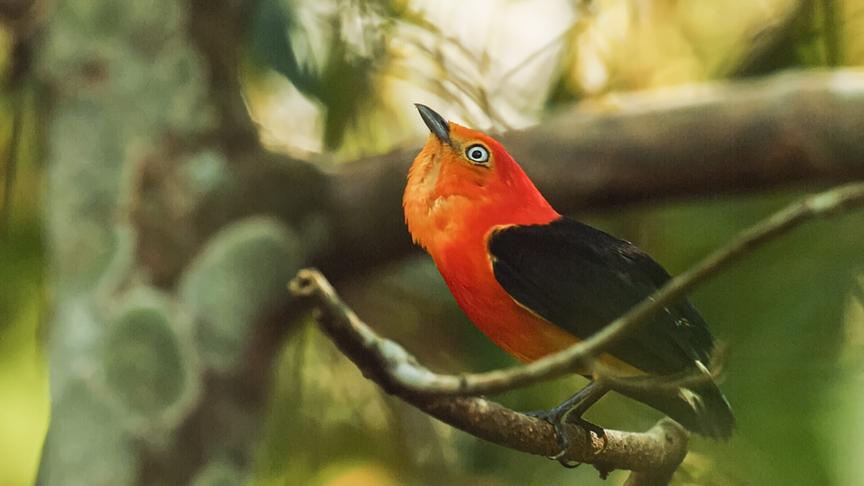 Im Bild: Die Balztänze von Schwanzbindenpipras sind ein echter Hingucker.