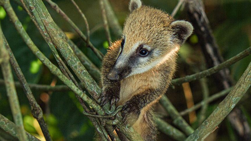 Im Bild: Südamerikanische Nasenbären leben in Familiengruppen bestehend aus einzelnen Männchen, mehreren Weibchen und ihren Jungen.