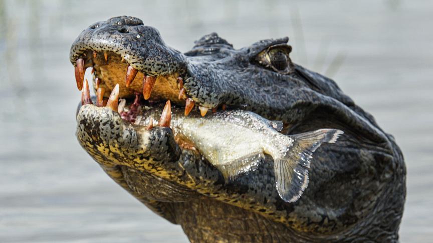 Im Bild: Fisch ist die wichtigste Beute von Brillenkaimanen.