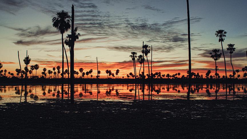 Im Bild: Mit Einbruch der Nacht erwachen in Argentiniens Sümpfen erstaunliche Wesen.