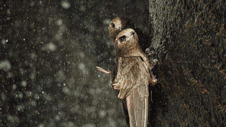 Im Bild: Wie keine andere Art haben Rußsegler die Wasserfälle von Iguazú als Lebensraum erobert.