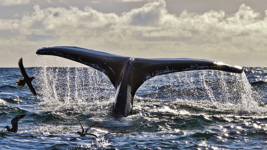 Im Bild: Buckelwal beim Abtauchen; C. Kerry, Irland.
