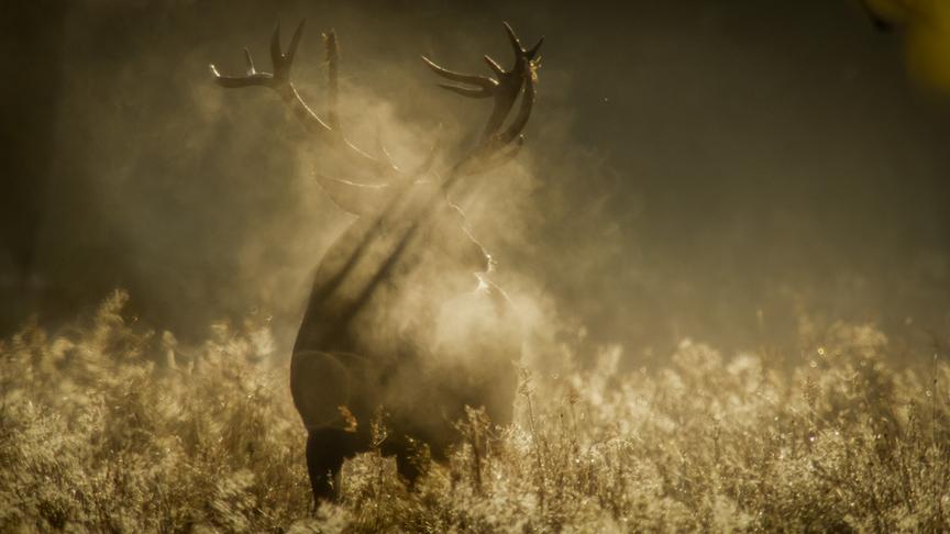 Im Bild: Rothirsch im Morgendunst; Killarney National Park, Irland.