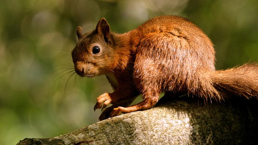 Im Bild: Eichhörnchen.
