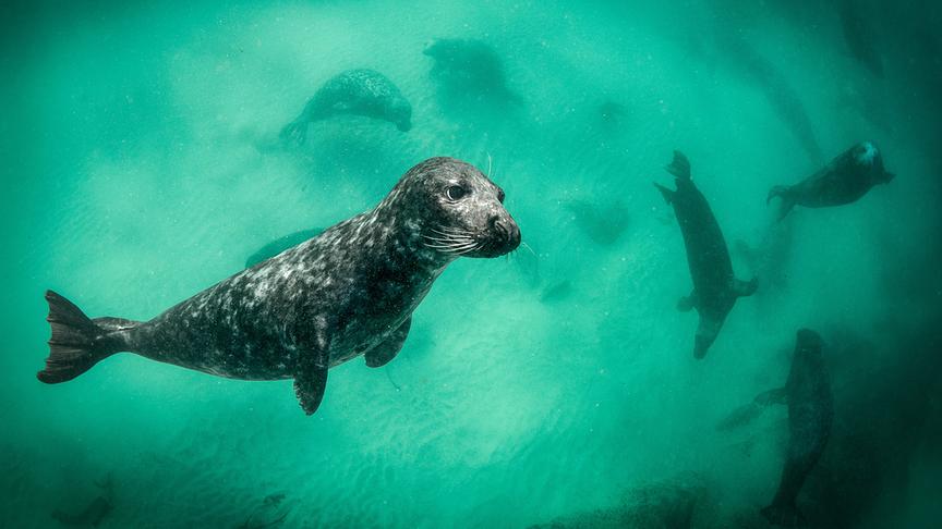 Im Bild: Kegelrobbe; Unterwasseraufnahme unweit der Blasket Islands, Co. Kerry, Irland.
