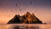 Im Bild: Die Insel „Little Skellig“, Co. Kerry, Irland.