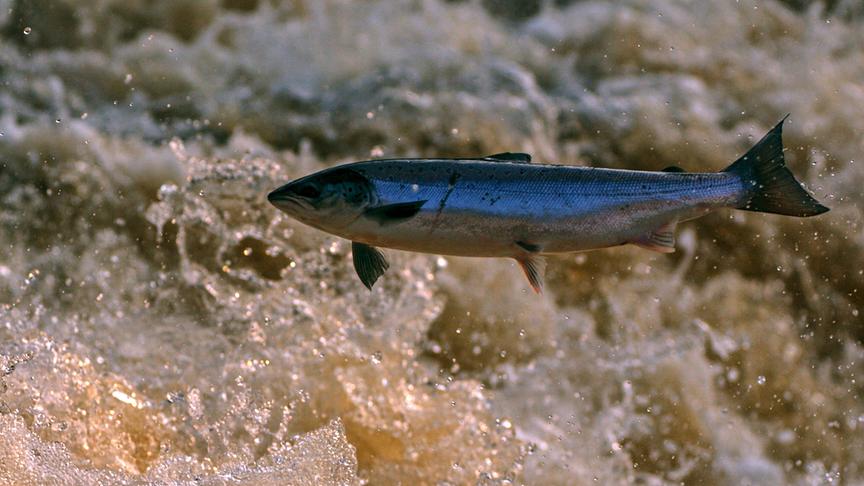 Im Bild: Atlantischer Lachs, auf ihren Wanderungen überwinden Lachse Stromschnellen.