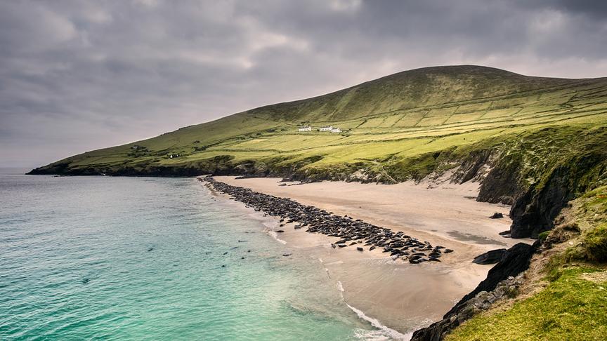 Im Bild: Kegelrobbenkolonie auf Blasket Island; Co. Kerry, Irland.