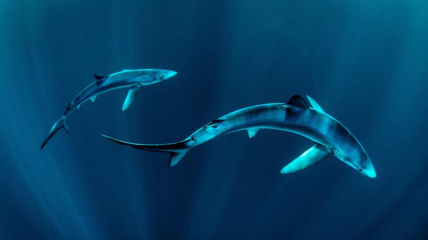 Im Bild: Blauhai vor der Westküste von Irland.