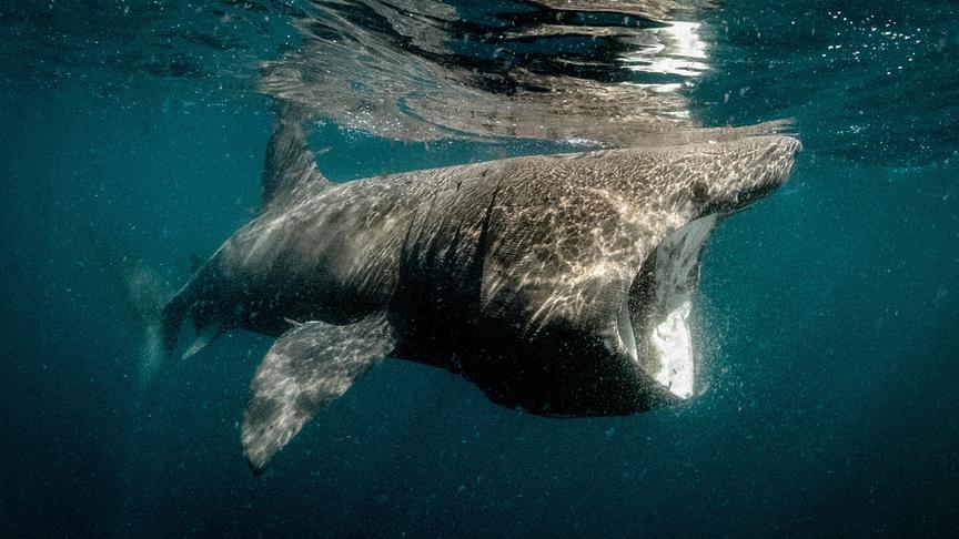 Im Bild: Riesenhai beim Filtern von Plankton in küstennahen Gewässern der irischen Westküste.