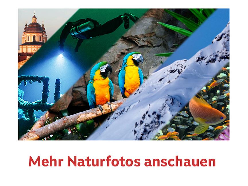 Hier sehen Sie noch mehr Fotos zu "Universum"-Sendungen