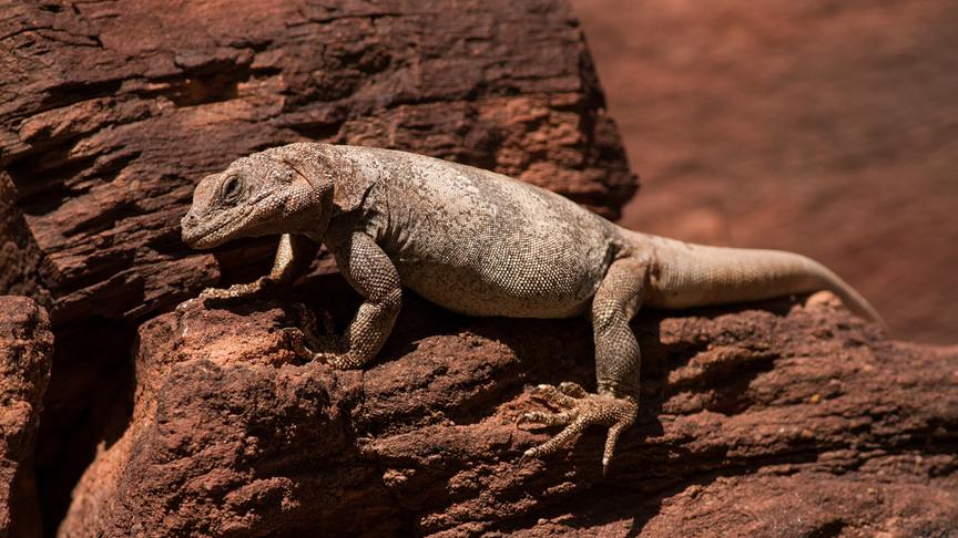 Im Bild: Ein kleiner Drache im Canyon: Der Chuckwalla ist perfekt angepasst an seinen extrem trockenen Lebensraum.