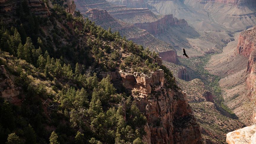 Im Bild: Lange Zeit waren sie die Könige der Lüfte: Truthahngeier. Aber jetzt ist der wesentlich größere Kondor zurück im Grand Canyon