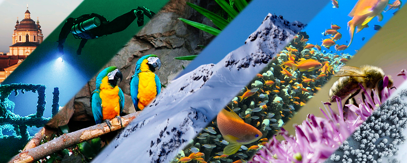 © Fotomontage (Unsplash, ORF) Ausschnitte aus "Universum"-Sendungen