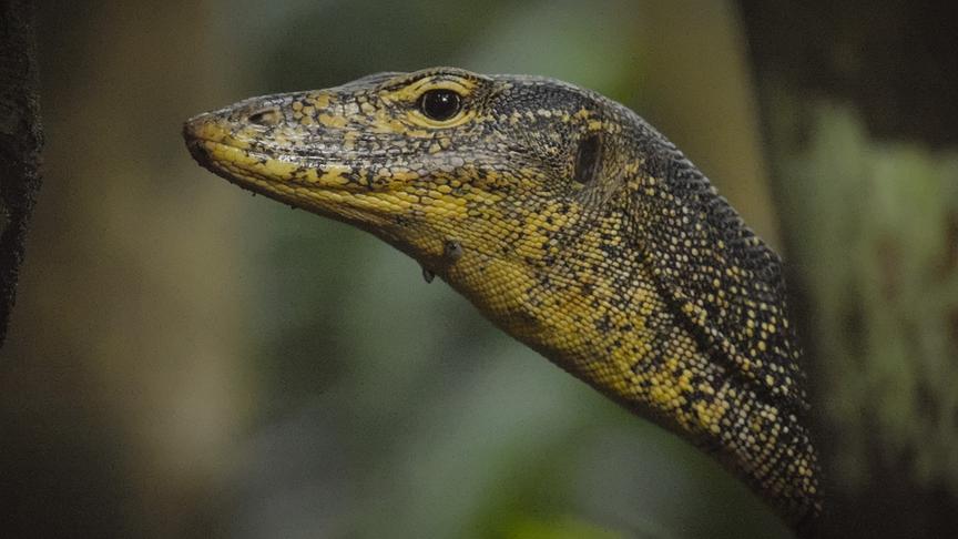 © Foto: ORF/pre tv/Varun Alagar Surendran Im Bild: Bindenwaran (Varanus salvator), Nikobaren (Indien).