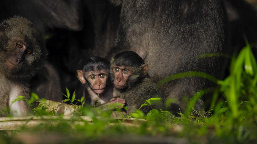 © Foto: ORF/pre tv/Varun Alagar Surendran Im Bild: Nikobaren-Langschwanzmakake (Macaca fascicularis umbrosa) Babies, Nikobaren (Indien).