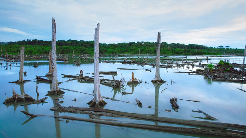 © Foto: ORF/pre tv/Varun Alagar Surendran Im Bild: Der tote Wald, Nikobaren (Indien).
