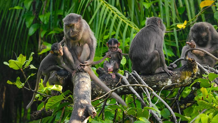 © Foto: ORF/pre tv/Varun Alagar Surendran Im Bild: Nikobaren-Langschwanzmakaken (Macaca fascicularis umbrosa), Nikobaren (Indien).
