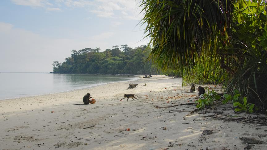 © Foto: ORF/pre tv/Varun Alagar Surendran Im Bild: Strand mit Pandanus Früchten, Nikobaren (Indien).