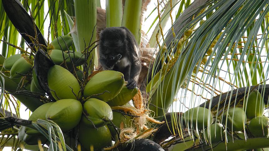 © Foto: ORF/pre tv/Varun Alagar Surendran Im Bild: Nikobaren-Langschwanzmakake (Macaca fascicularis umbrosa), Nikobaren (Indien).