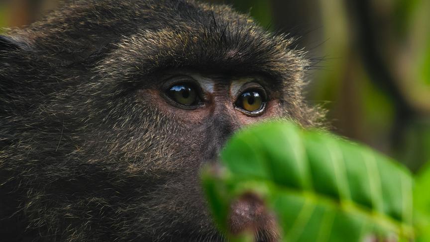 © Foto: ORF/pre tv/Varun Alagar Surendran Im Bild: Nikobaren-Langschwanzmakake (Macaca fascicularis umbrosa), Nikobaren (Indien).