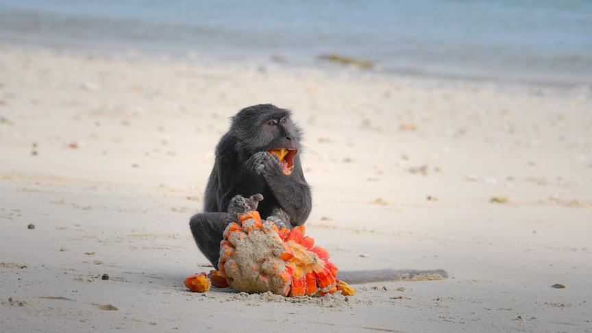 © Foto: ORF/pre tv/Varun Alagar Surendran Im Bild: Nikobaren-Langschwanzmakake (Macaca fascicularis umbrosa), beim Verzehr von Pandanus Früchten.