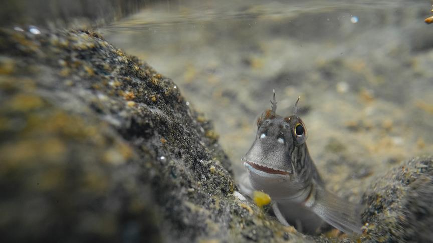 © Foto: ORF/pre tv/Varun Alagar Surendran Im Bild: Grundeln (Gobiidae).