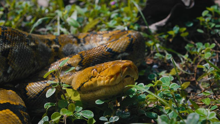 © Foto: ORF/pre tv/Varun Alagar Surendran Im Bild: Netzpython (Malayopython reticulatus, Syn.: Python reticulatus).