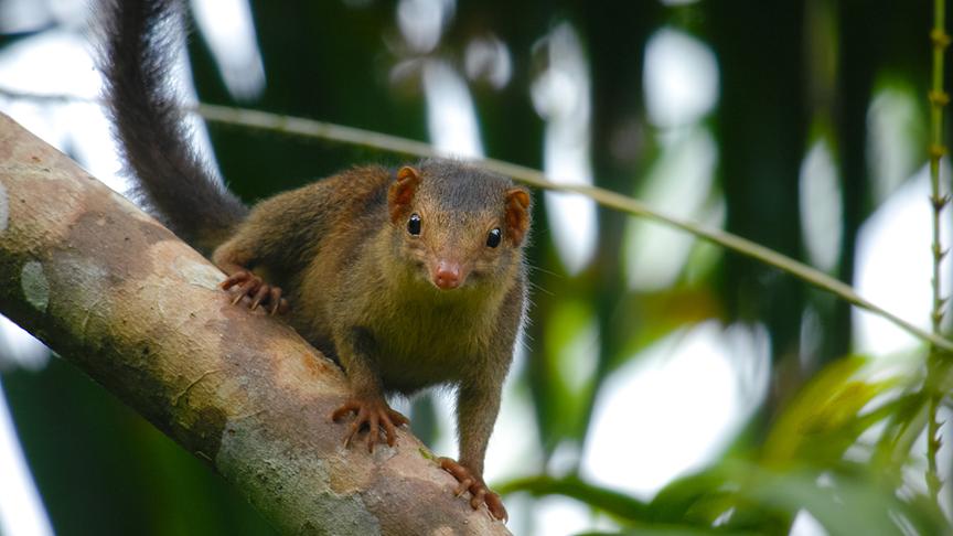 © Foto: ORF/pre tv/Varun Alagar Surendran Im Bild: Nikobaren-Spitzhörnchen (Tupaia nicobarica).