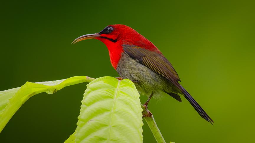 © Foto: ORF/pre tv/Varun Alagar Surendran Im Bild: Karmesinnektarvogel (Aethopyga siparaja).