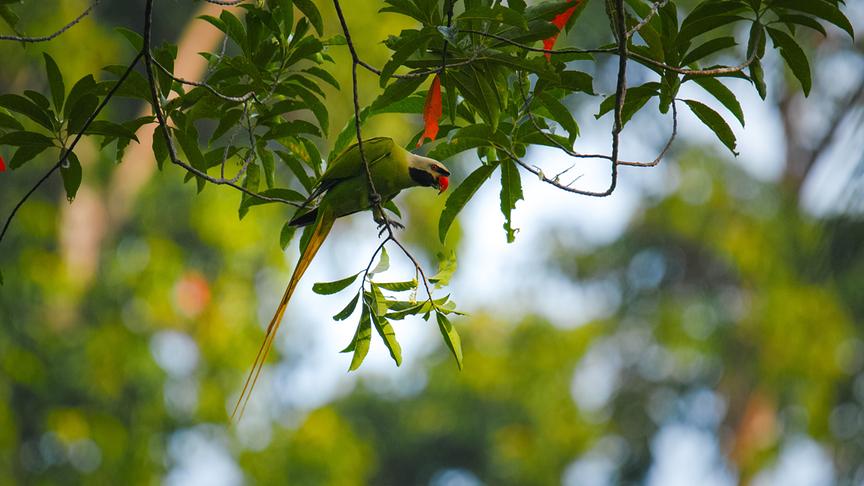 © Foto: ORF/pre tv/Varun Alagar Surendran Im Bild: Graukopfsittich (Nicobar parakeet).