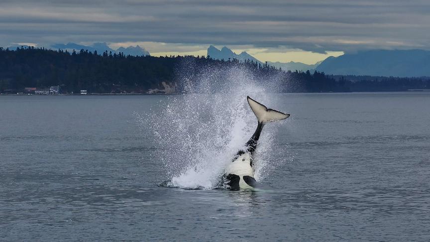 Im Bild: Die wahre Kraft der Orcas zeigt sich im Spiel und auf der Jagd.