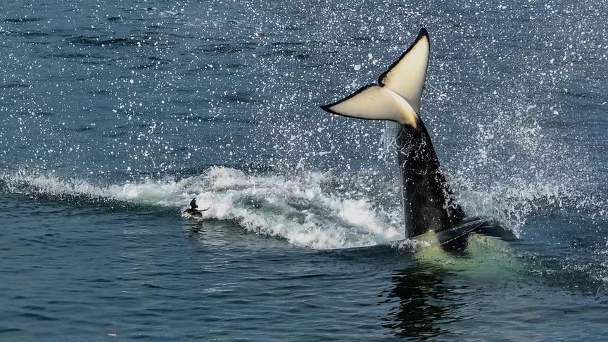 Im Bild: Orcas sind Meister im Entwickeln von neuen Jagdmethoden.