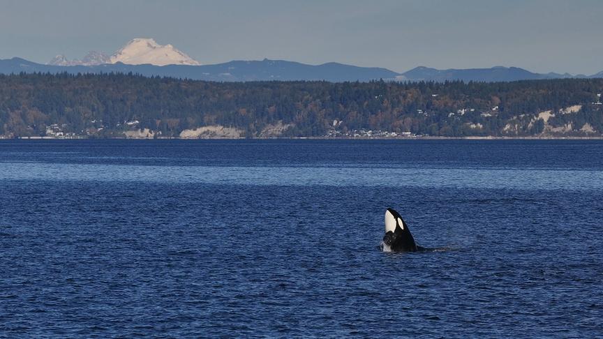 Im Bild: Zwar leben unterschiedliche Orca Gruppen in den gleichen Regionen, sie gehen sich jedoch aus dem Weg.