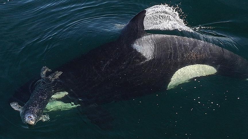 Im Bild: Robben gehören auf den Speiseplan der Transient Orcas.