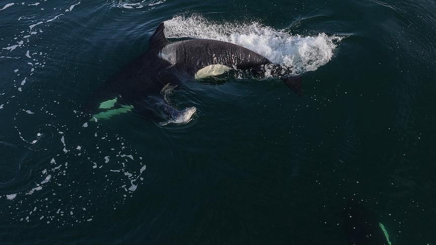 Im Bild: Die sogenannten „Transient Orcas“ wandern über weite Strecken. Sie jagen ausschließlich andere Meeressäuger.