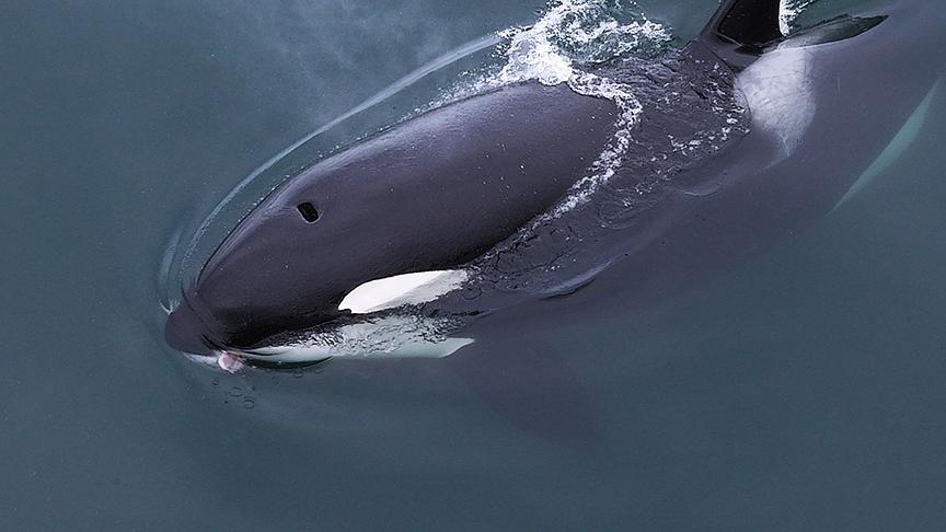 Im Bild: Zahnwale wie die Orcas haben nur ein Blasloch.