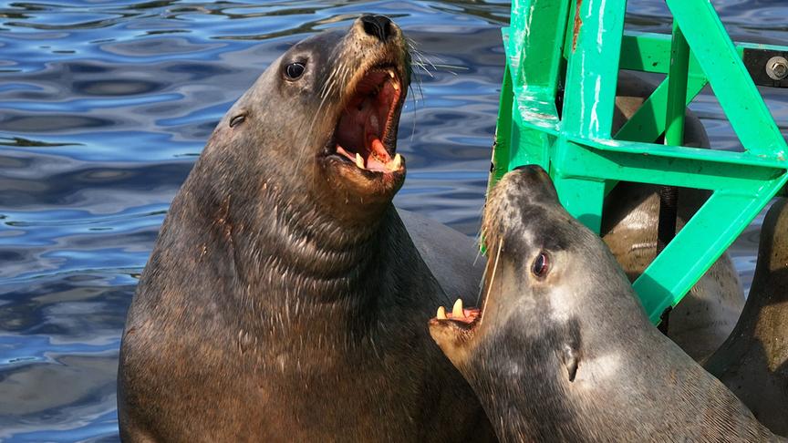 Im Bild: Stellersche Seelöwen haben sich auf einer Boje in Sicherheit gebracht. Solche Rettungsinseln sind sehr begehrt, denn im Wasser lauert ihre größte Gefahr – Schwertwale!