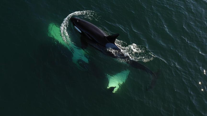 Im Bild: Orca-Weibchen Tempest paart sich mit einem Männchen aus einer anderen Gruppe.