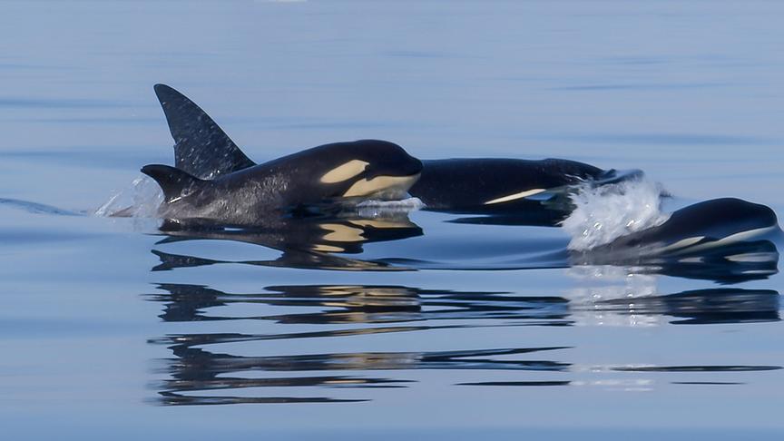 Im Bild: Die Rückenflosse männlicher Orcas wird bis zu zwei Meter lang und verläuft gerade – die Rückenflosse der Weibchen ist deutlich kürzer und gekrümmt.