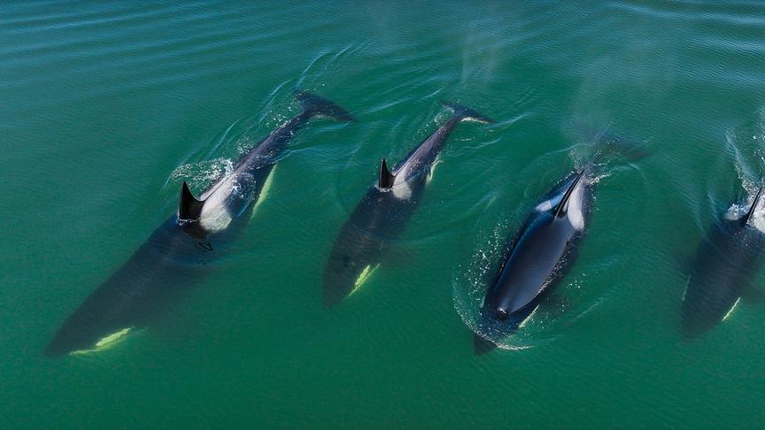Im Bild: Orcas leben in Matriarchaten – ein erfahrenes Weibchen führt ihre Gruppe an.