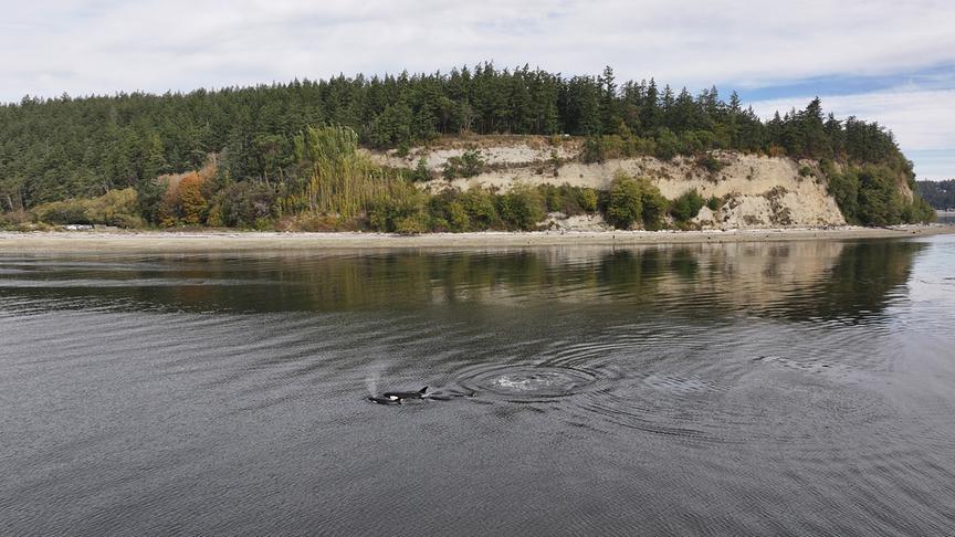 Im Bild: Der Pazifische Nordwesten zwischen Kanada und der USA ist ein idealer Lebensraum für Schwertwale.