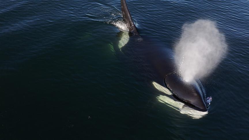 Im Bild: Orcas leben in unterschiedlichen ökologischen Gruppen, zwischen denen kein Genaustausch stattfindet.