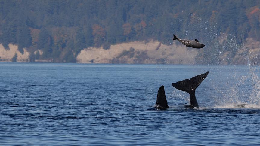 Im Bild: Schwertwale sind für ihre zahlreichen Jagdtechniken bekannt. Kleinere Meeressäuger – wie diesen Schweinswal – erlegen sie mit heftigen Hieben ihrer Schwanzflosse.