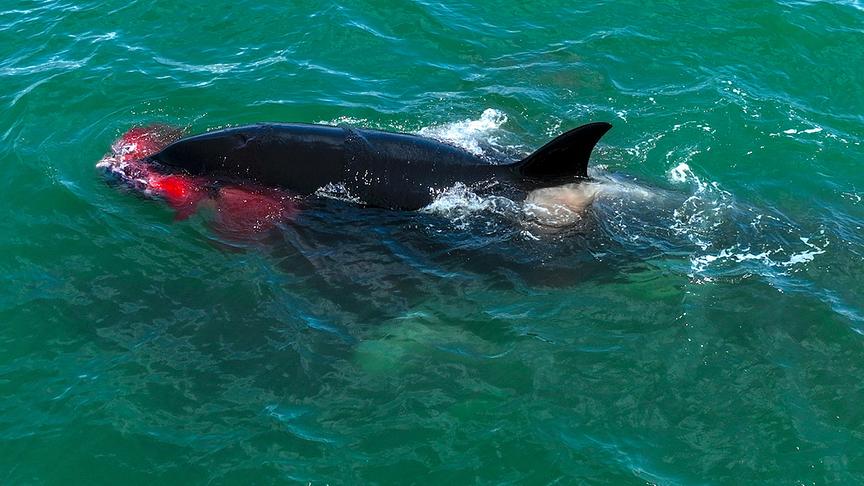 Im Bild: Orcas leben in unterschiedlichen Kulturen. Die einen fressen Fisch, die anderen jagen Rob-ben und andere Wale.