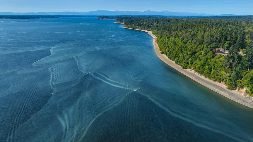 Im Bild: Orcas kommen zwar fast weltweit vor, sind jedoch am häufigsten in Küstenregionen anzutreffen.